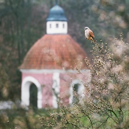 Michal Kvarda: Poštolka 