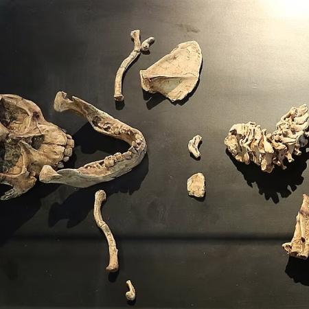 Kosti dvou ikonických předků lidstva, australopitéků Lucy a Selam
