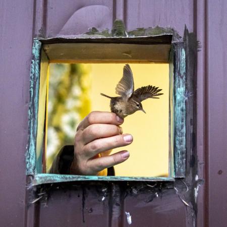 ČLOVĚK A ŽIVOTNÍ PROSTŘEDÍ Jan Handrejch, Novinky.cz, Značení migrujících ptáků v Jeseníkách