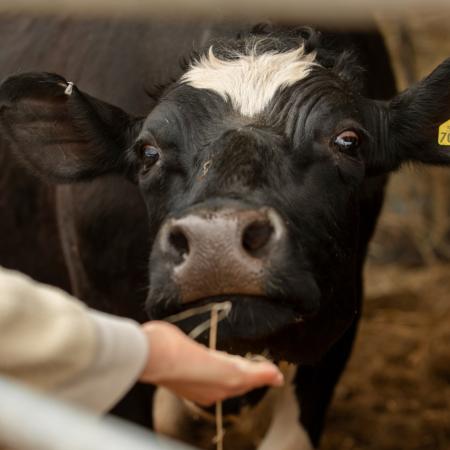 BŘEZEN: ČR zakázala převoz jakýchkoliv zvířat z Maďarska do Česka kvůli slintavce a kulhavce. Zákaz platil více než dva měsíce.