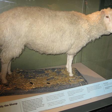 5. července to bude 30 let, co se narodila ovce Dolly, první klonovaný živočich