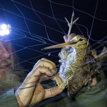 3. místo v kategorii ČLOVĚK A ŽIVOTNÍ PROSTŘEDÍ, Jan Handrejch, Značení migrujících ptáků v Jeseníkách