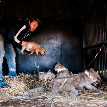 Vítěz kategorie ŽIVOT V ČESKU, Zdeněk Dvořák, Poslední lvi v Česku