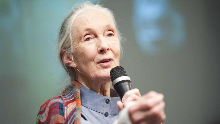 Jane Goodallová